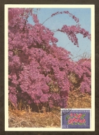 ANTILLES NEERLANDAISES Carte Maximum - Bougainvillées - Curaçao, Nederlandse Antillen, Aruba