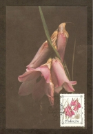 AFRIQUE SUD CISKEI Carte Maximum - Dierama Pulcherrimum - Ciskei