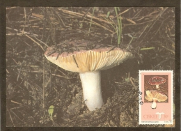 AFRIQUE SUD CISKEI Carte Maximum - Comestibles Russula - Ciskei