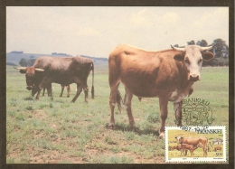 AFRIQUE SUD TRANSKEI Carte Maximum - Vaches Et Veau - Transkei