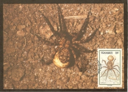 AFRIQUE SUD TRANSKEI Carte Maximum - Lycosidae - Transkei