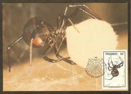 AFRIQUE SUD TRANSKEI Carte Maximum - Latrodectus Indistinctu - Transkei