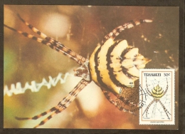 AFRIQUE SUD TRANSKEI Carte Maximum - Argiope Nigrovittata - Transkei