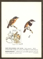 AFRIQUE SUD TRANSKEI Carte Maximum - Batis Capensis - Transkei