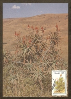 AFRIQUE SUD TRANSKEI Carte Maximum - Aloe Arborescens - Transkei