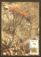 AFRIQUE SUD TRANSKEI Carte Maximum - Aloe Maculata - Transkei