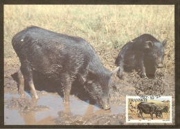 AFRIQUE SUD TRANSKEI Carte Maximum - Porcs Noirs - Transkei