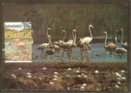 BAHAMAS Carte Maximum - Flamants Roses - Bahama's (1973-...)