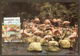 BAHAMAS Carte Maximum - Flamants Roses - Bahamas (1973-...)