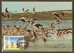 BAHAMAS Carte Maximum - Flamant - Bahamas (1973-...)