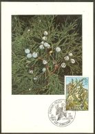 ESPAGNE Carte Maximum - Juniperus Thurifera - Maximum Cards