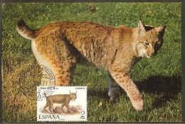ESPAGNE Carte Maximum - Lynx - Cartes Maximum