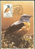 ESPAGNE Carte Maximum - Monticola Saxatilis - Maximum Cards