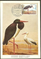 ESPAGNE Carte Maximum - Cigogne Noire - Maximum Cards