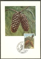 ESPAGNE Carte Maximum - Pinus Pinaster - Maximum Cards