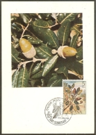 ESPAGNE Carte Maximum - Quercus Ilex - Maximumkarten