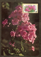 ALLEMAGNE FEDERALE Carte Maximum - Bouquet De Phlox - Autres & Non Classés