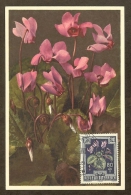 AUTRICHE Carte Maximum - Cyclamen - Maximumkarten (MC)