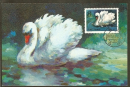 CHINE Carte Maximum - Cygnus Olor - Cartoline Maximum