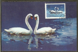 CHINE Carte Maximum - Couple Cygnus Olor - Tarjetas – Máxima