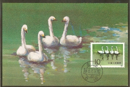 CHINE Carte Maximum - Cygnus Columbianus - Tarjetas – Máxima