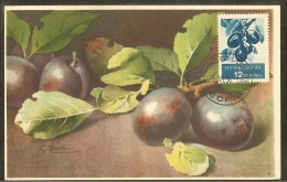 BULGARIE Carte Maximum - Prunes - Other & Unclassified