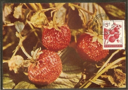 BULGARIE Carte Maximum - Fraises - Other & Unclassified