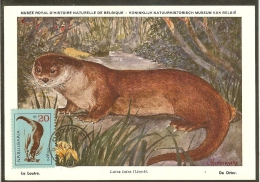 BULGARIE Carte Maximum - Loutre - Other & Unclassified