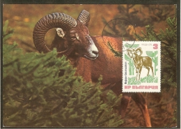 BULGARIE Carte Maximum - Mouflon - Other & Unclassified