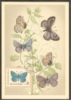 BULGARIE Carte Maximum - Lycaena Meleager - Other & Unclassified