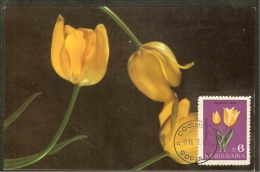 BULGARIE Carte Maximum - Tulipes - Andere & Zonder Classificatie