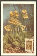 BULGARIE Carte Maximum - Primula Veris - Sonstige & Ohne Zuordnung