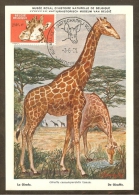 BELGIQUE Carte Maximum - Girafe - Otros & Sin Clasificación