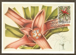 BELGIQUE Carte Maximum - Neoregelia Carolinae - Altri & Non Classificati