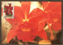 BELGIQUE Carte Maximum - Sophrolaeliocattleya - Other & Unclassified