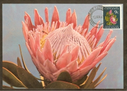 AFRIQUE SUD Carte Maximum - Protea Roupelliae - Other & Unclassified