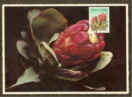 AFRIQUE SUD Carte Maximum - Protea Grandiceps - Autres & Non Classés