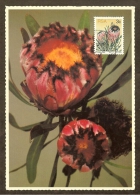 AFRIQUE SUD Carte Maximum - Protea Neriifolia - Other & Unclassified