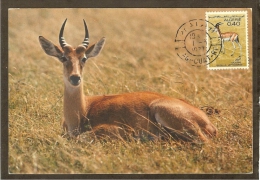 ALGERIE Carte Maximum - Gazelle - Cartes-maximum