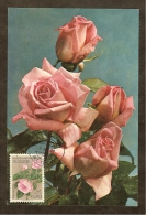 ALGERIE Carte Maximum - Rose - Maximum Cards