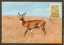 ALGERIE Carte Maximum - Gazelle - Maximum Cards