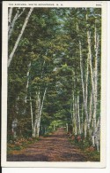 Carte Postale  Etats Unis  : The Birches - White Mountains  N.H - White Mountains