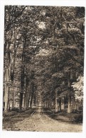 CHATEAUNEUF - N° 15 - LA FORET - ALLEE ROYALE - FORMAT CPA NON VOYAGEE - Châteauneuf
