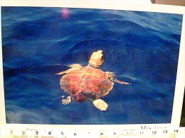 TARTARUGA MAR LIGURE   N1998  EY4321 - Turtles