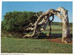 (PF 521) Australia - WA - Geraldton Windswept Tree - Arbres