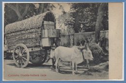 ASIE - STRI LANKA - ( CEYLON )  --  COLOMBO -- Double Bullock Carts - Sri Lanka (Ceylon)