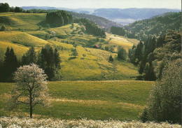 Turbenthal - Zürcher Oberland Bei Sitzberg          1987 - Turbenthal