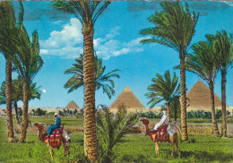 Gizeh - The Giza Pyramids - Camel - Guiza