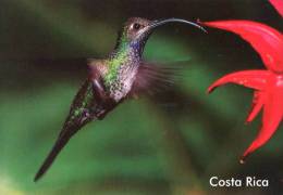 Lote PEP843, Costa Rica, Postal, Postcard, Ave, Bird, Colibri - Costa Rica