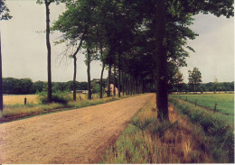 Meerhout Gestel Dreef Op Hovesteen - Meerhout